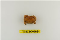 藏品(光手滑面蟹)的圖片